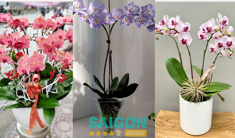 Saigon Orchid tại quận 10