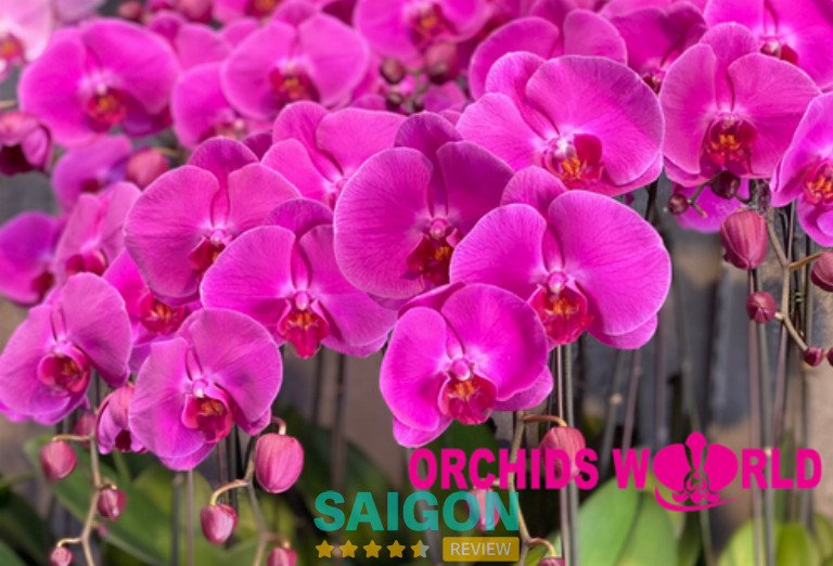 Orchids World TPHCM