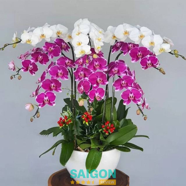 Mộc Lan Orchid