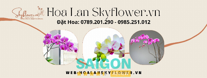 Hoa Lan SkyFlower TPHCM