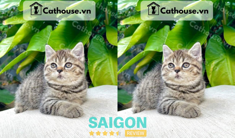 Cathouse Petshop tại TPHCM