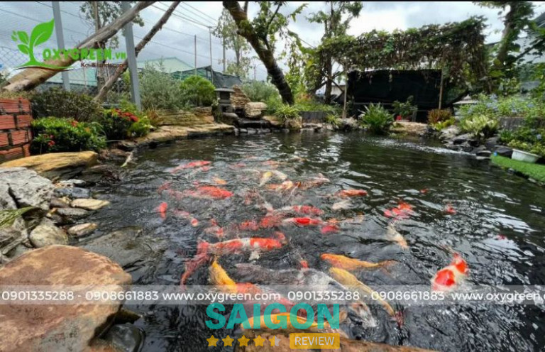 OxyGreen.vn thiết kế hồ cá Koi đa dạng