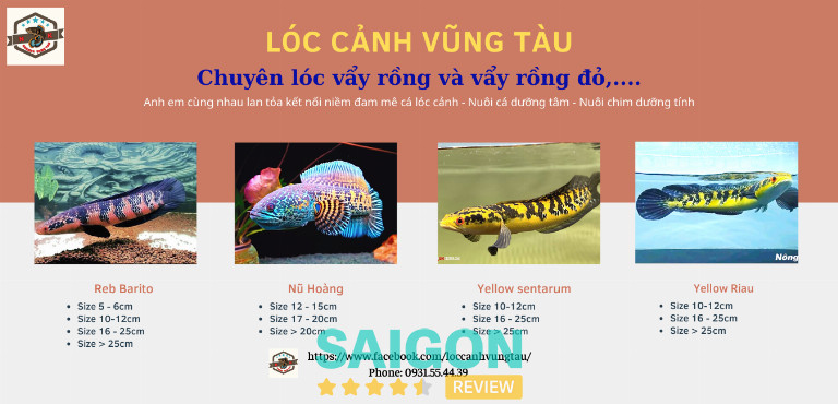 Lóc Cảnh Vũng Tàu – Phường 7