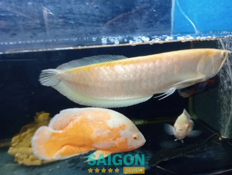 Cá Cảnh Xuân Sơn – Phường 10