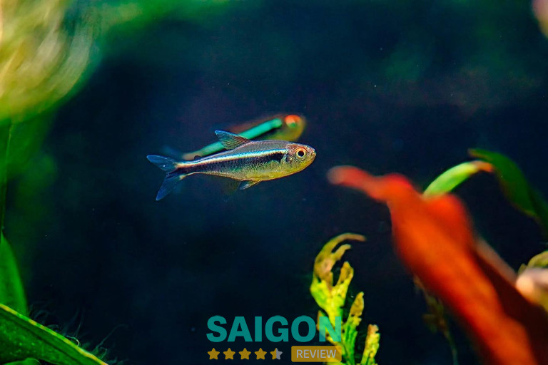 Thuỷ Sinh The Passion – Phường 7