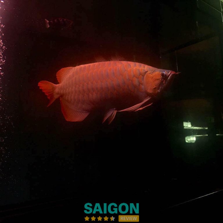 Cá Cảnh Trường Thành – Phường 7