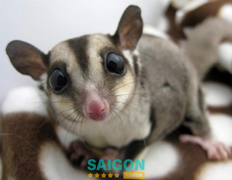 YOLO Pet Shop – Phú Nhuận