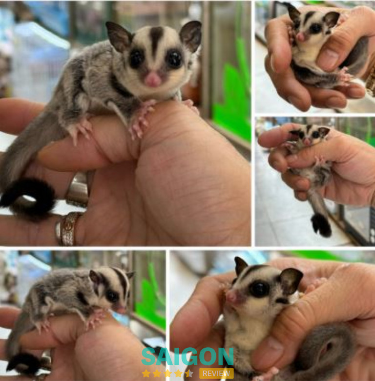 Hamster Miền Đất Hứa – P. Phú Nhuận