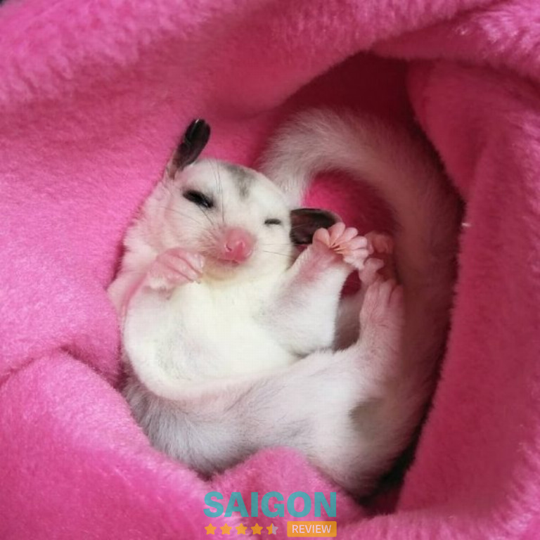 Mew Pet Shop – Thủ Đức