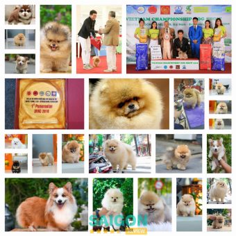 cửa hàng bán chó cảnh tphcm