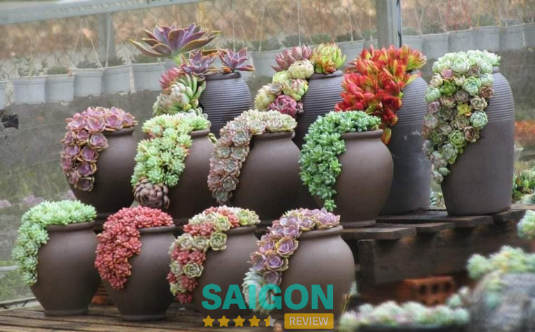 Mầm - Sen đá sáng tạo – số 2 Xô Viết Nghệ Tĩnh