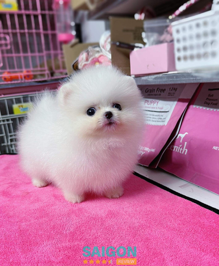 S&C DOG SHOP – Bình Chánh