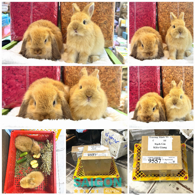 Pet shop Miền Đất Hứa – Phú Nhuận