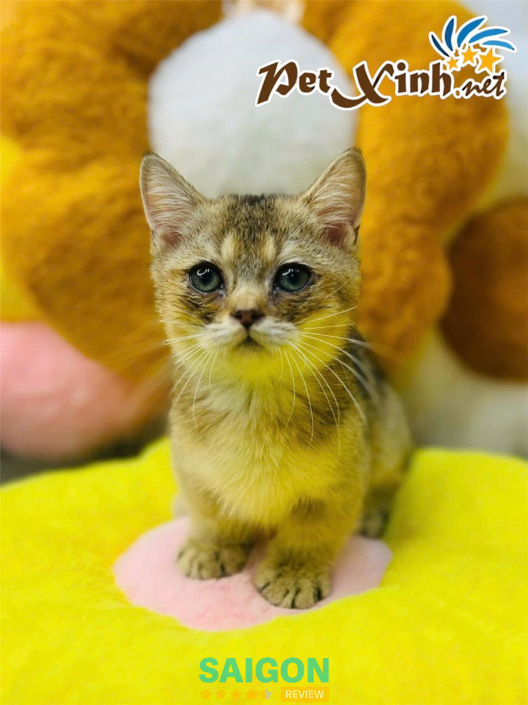 Pet shop Miền Đất Hứa – Phú Nhuận